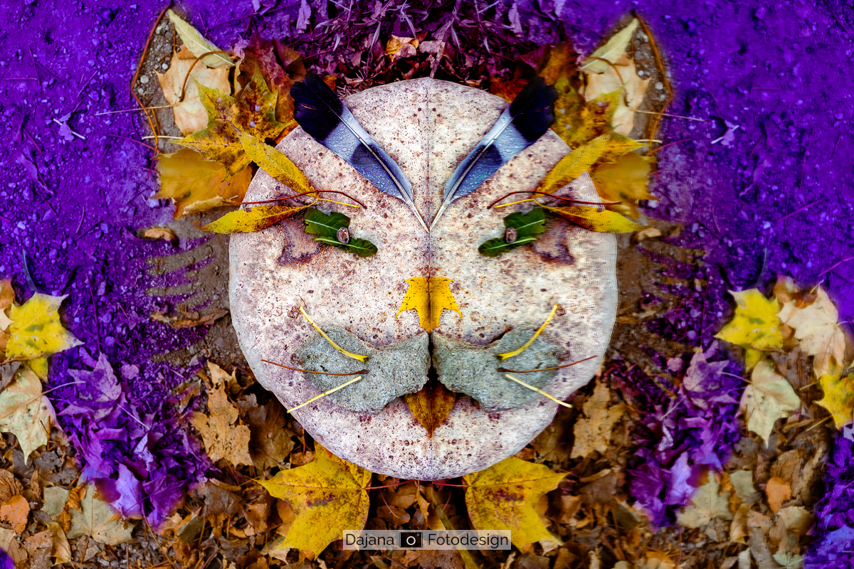 2023 - Mondkatze
