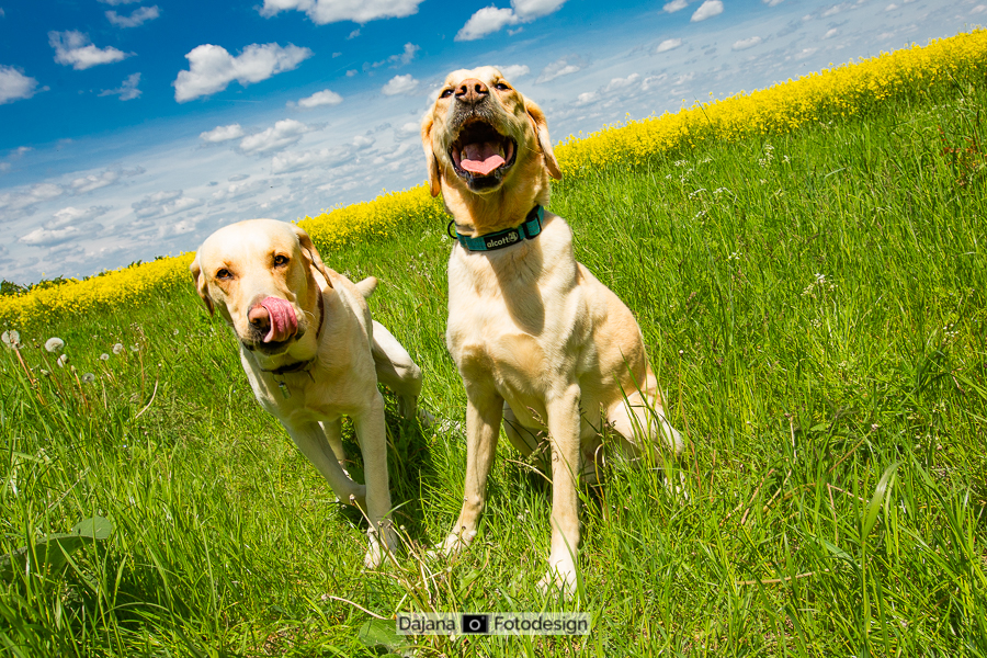 Golden Retriver Hunter mit Vater