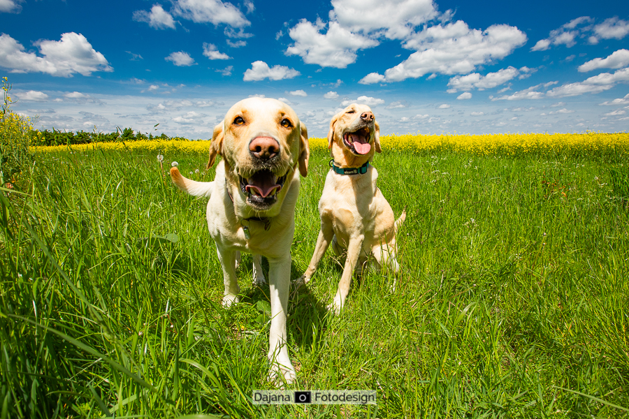 Golden Retriver Hunter mit Vater
