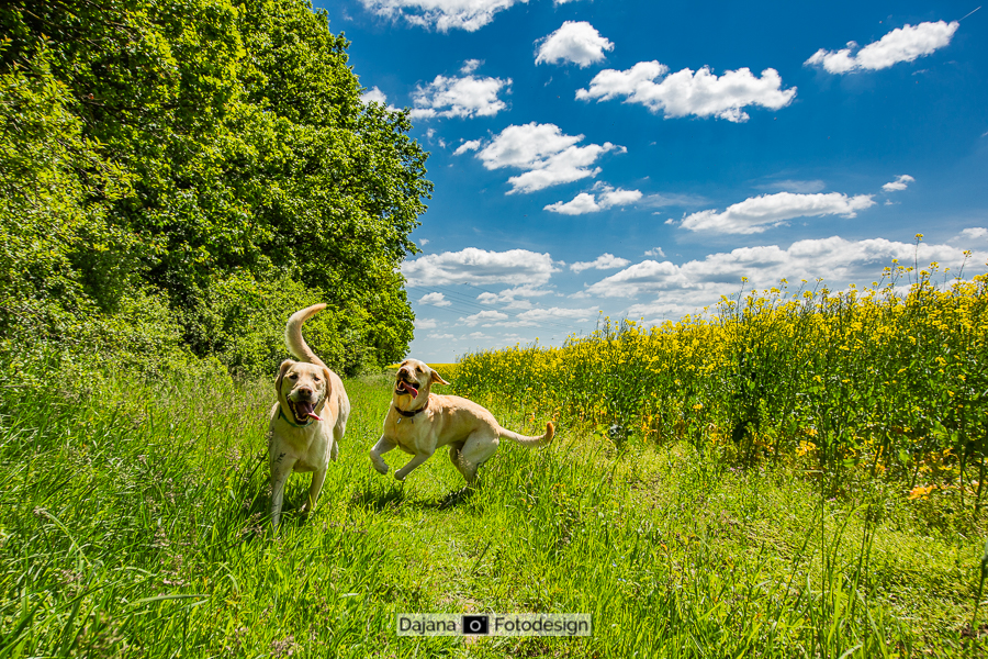 Golden Retriver Hunter mit Vater