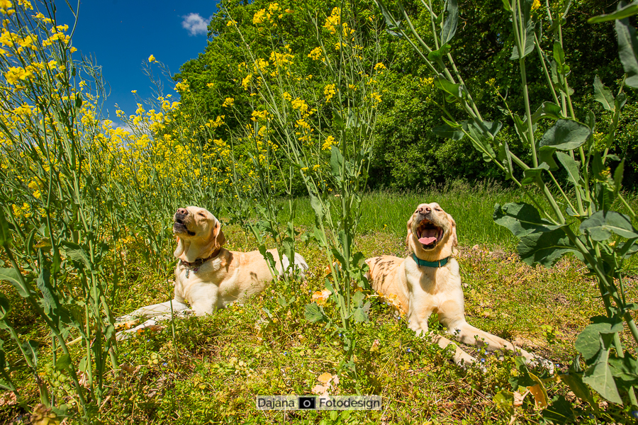 Golden Retriver Hunter mit Vater