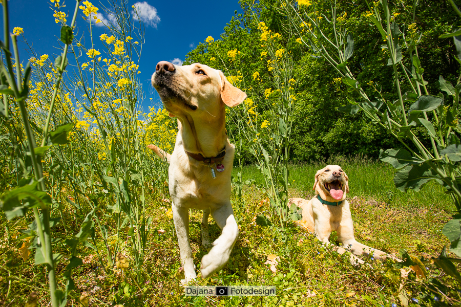 Golden Retriver Hunter mit Vater