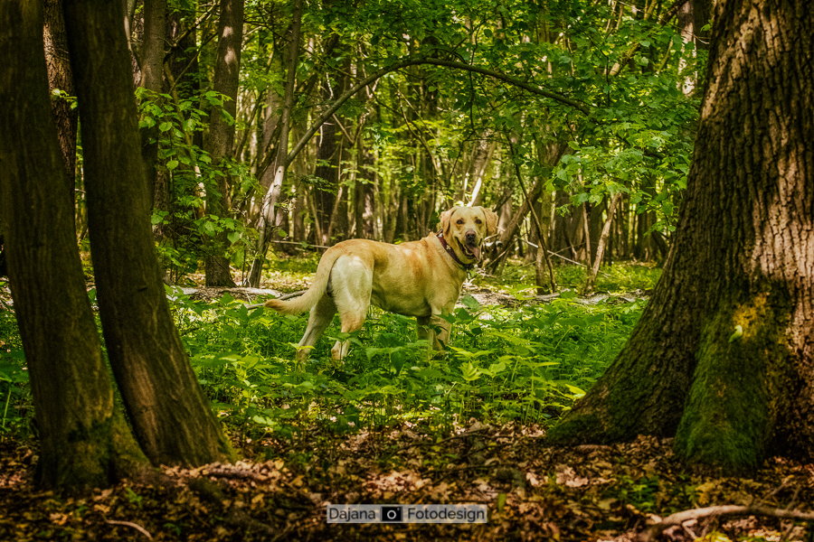 Golden Retriver Hunter