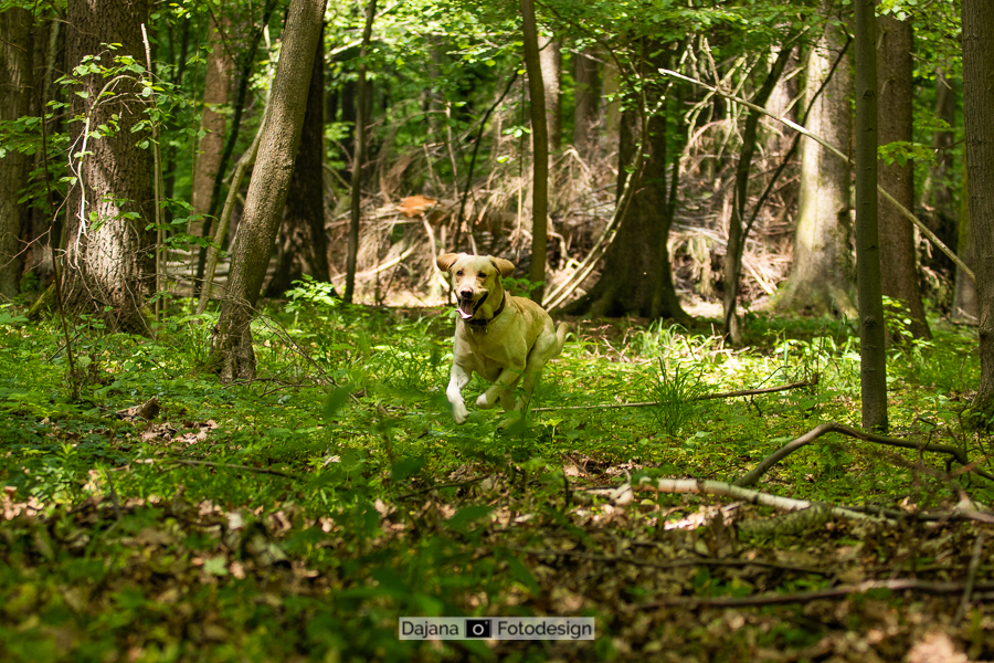 Golden Retriver Hunter