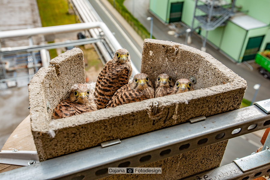 2020 - Turmfalkennachwuchs im HKW Schwarza