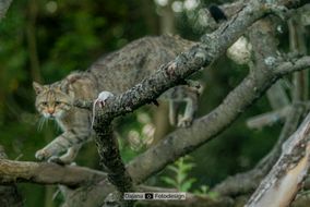 Wildkatzendorf Hütscheroda - Europäische Wildkatze - Felis Silvestris